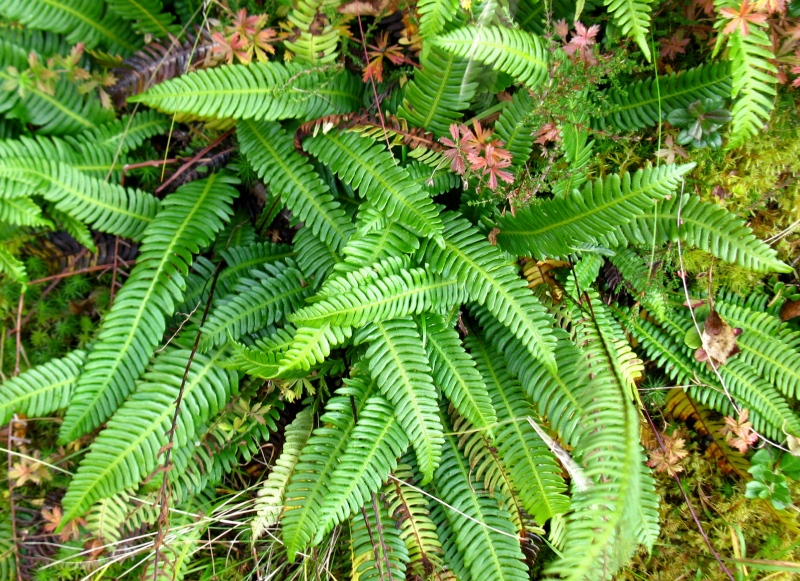 Image of Blechnum spicant specimen.