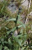 семейство Boraginaceae