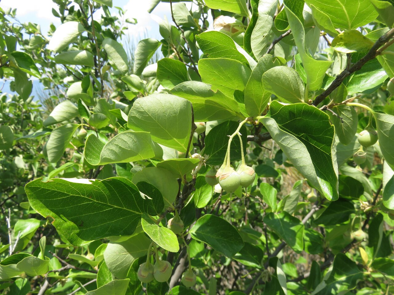 Изображение особи Styrax officinalis.
