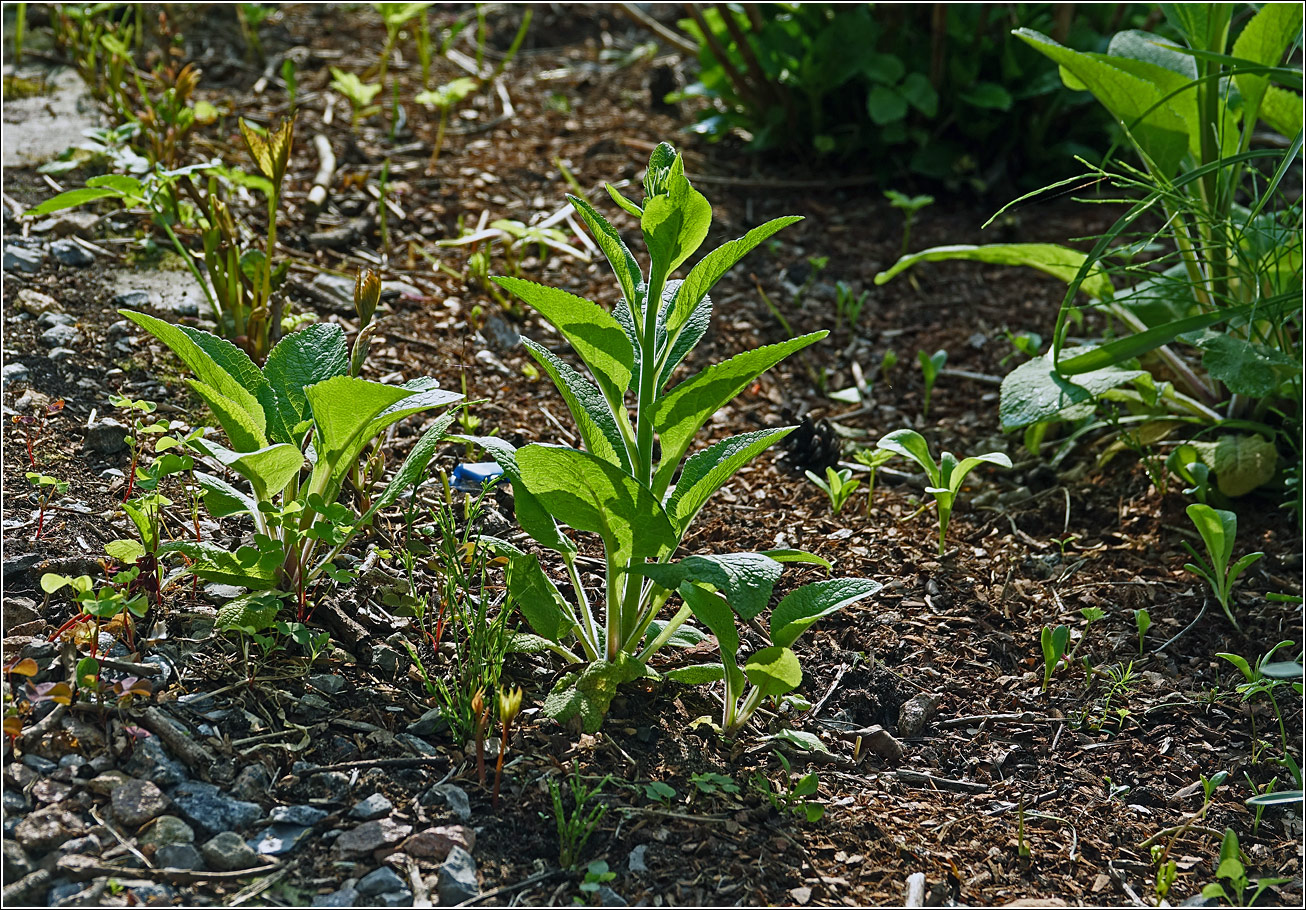 Изображение особи Digitalis purpurea.