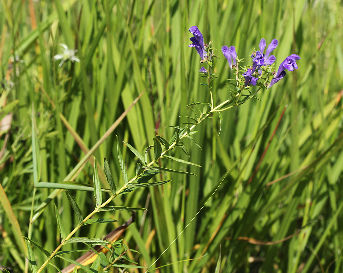 Изображение особи Scutellaria baicalensis.