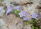 genus Campanula. Побеги с цветками. Турция, пров. Мугла, р-н Даламан, округ Капукаргын, п-ов Капыдаг, бухта Явансу (Yavansu Koyu), каменистый склон. 05.05.2025.