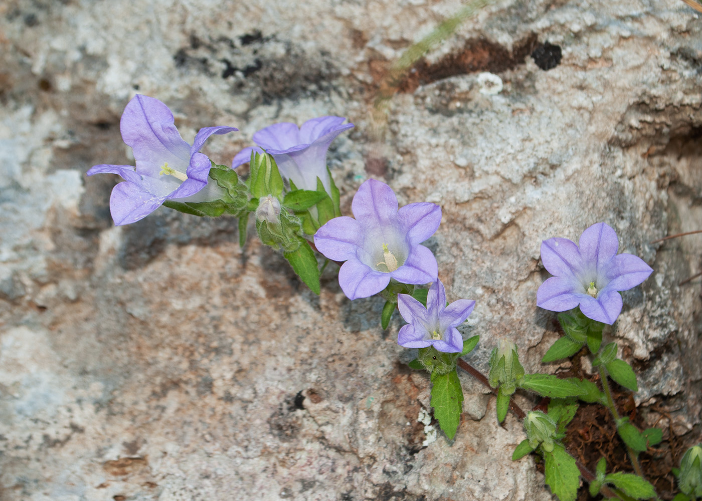 Image of genus Campanula specimen.