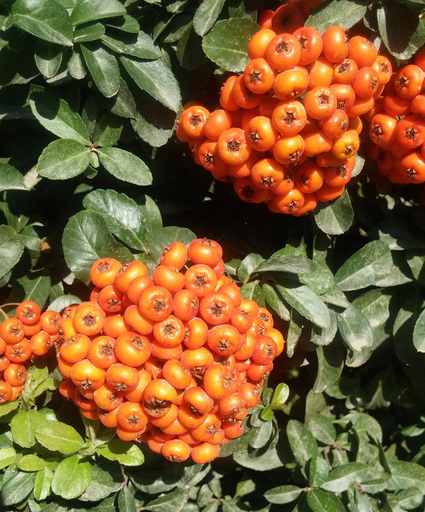 Изображение особи Pyracantha coccinea.