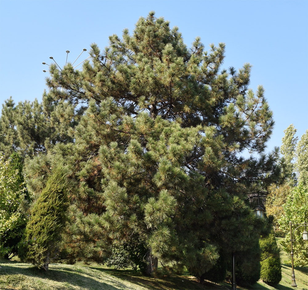 Изображение особи Pinus pallasiana.