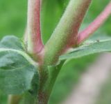 Epilobium hirsutum