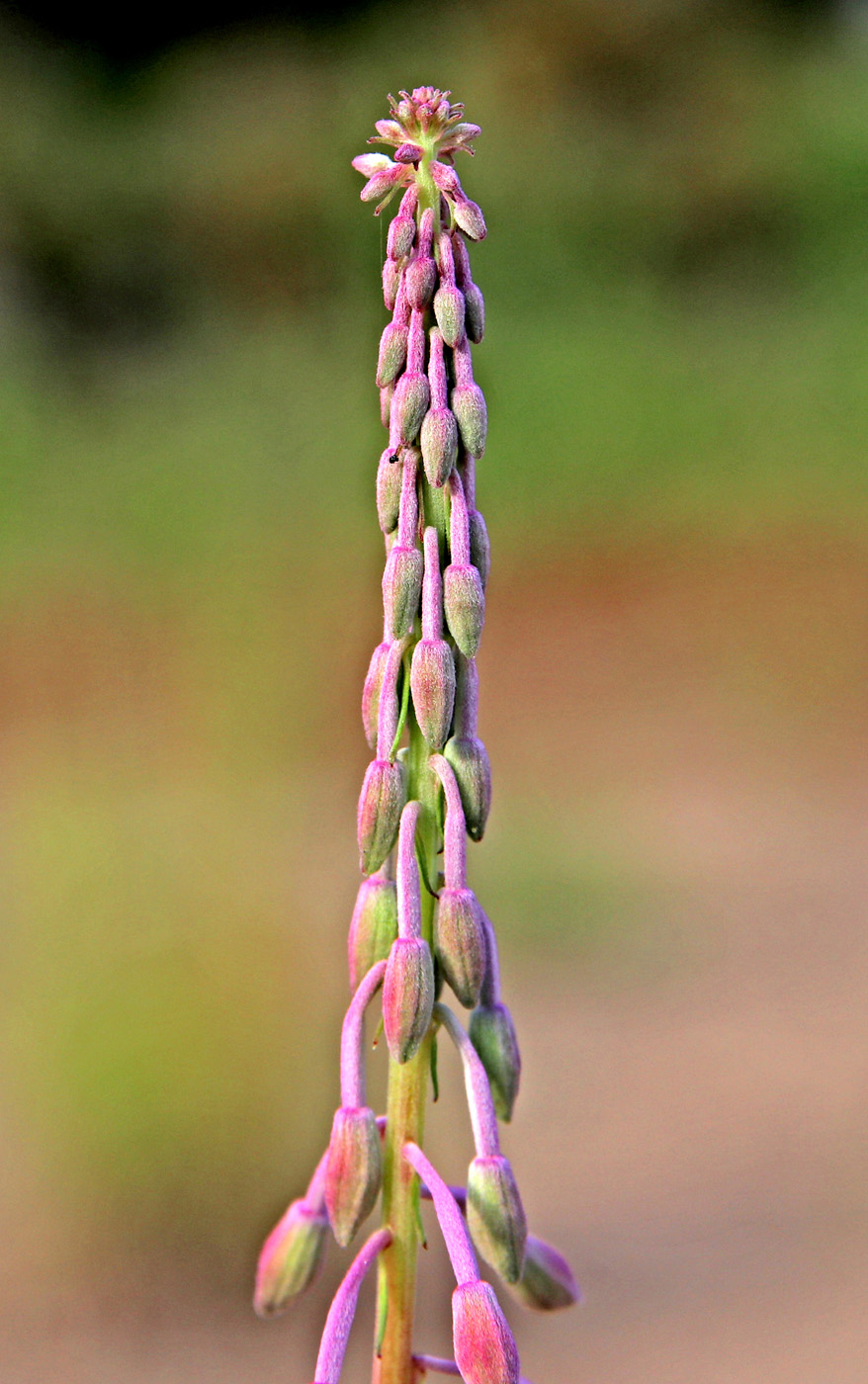 Изображение особи Chamaenerion angustifolium.