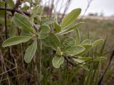 Pyrus elaeagrifolia. Верхушка веточки. Крым, муниципальный округ Судак, п-ов Меганом, луг с одиноко стоящими деревцами, туман. 21.04.2025.