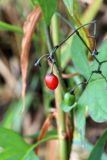 Solanum dulcamara