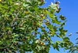 Platanus orientalis. Ветвь с соплодиями. Португалия, округ Лейрия, пос. Обидуш, в культуре. 07.08.2025.
