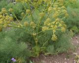 неопознанный вид. Часть соцветия. Турция, ил Хаккари, верховья р. Бейазсу, Кырыкдаг Яйла, правый борт долины в 1,2 км ниже базового лагеря, выс. ок. 2440 м н.у.м., на склоне. 24 мая 2025 г.