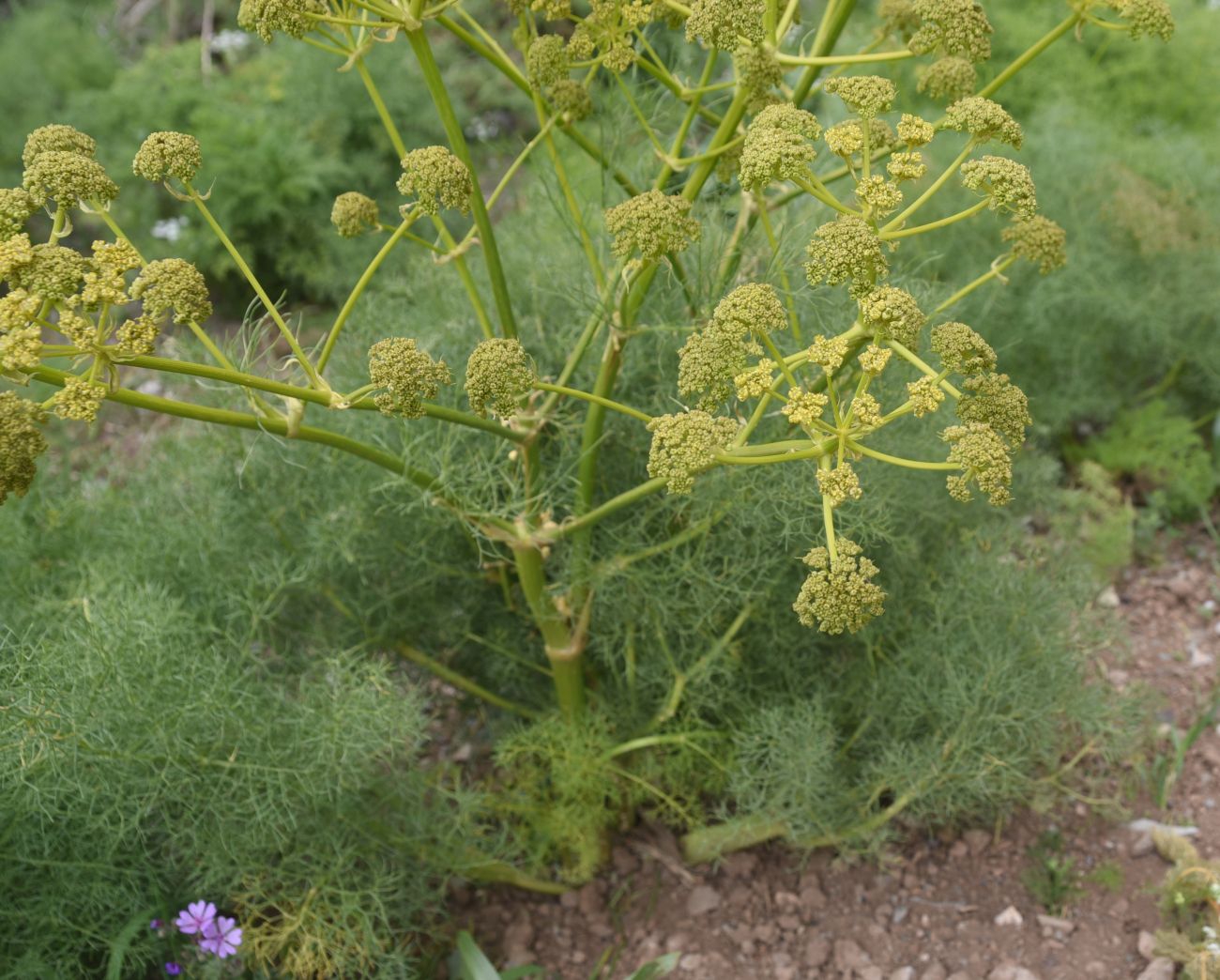 Изображение особи Неопознанный вид.