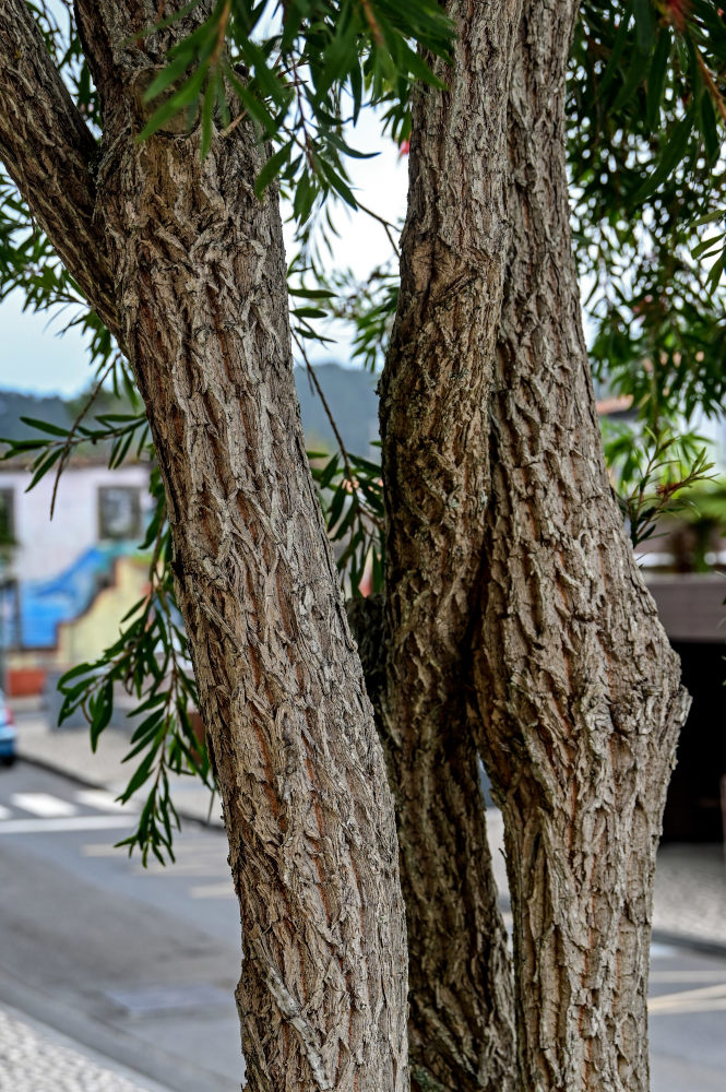 Изображение особи Callistemon citrinus.