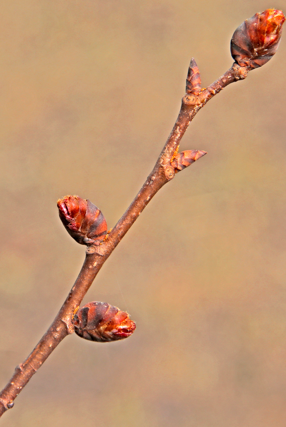 Изображение особи Ulmus laevis.