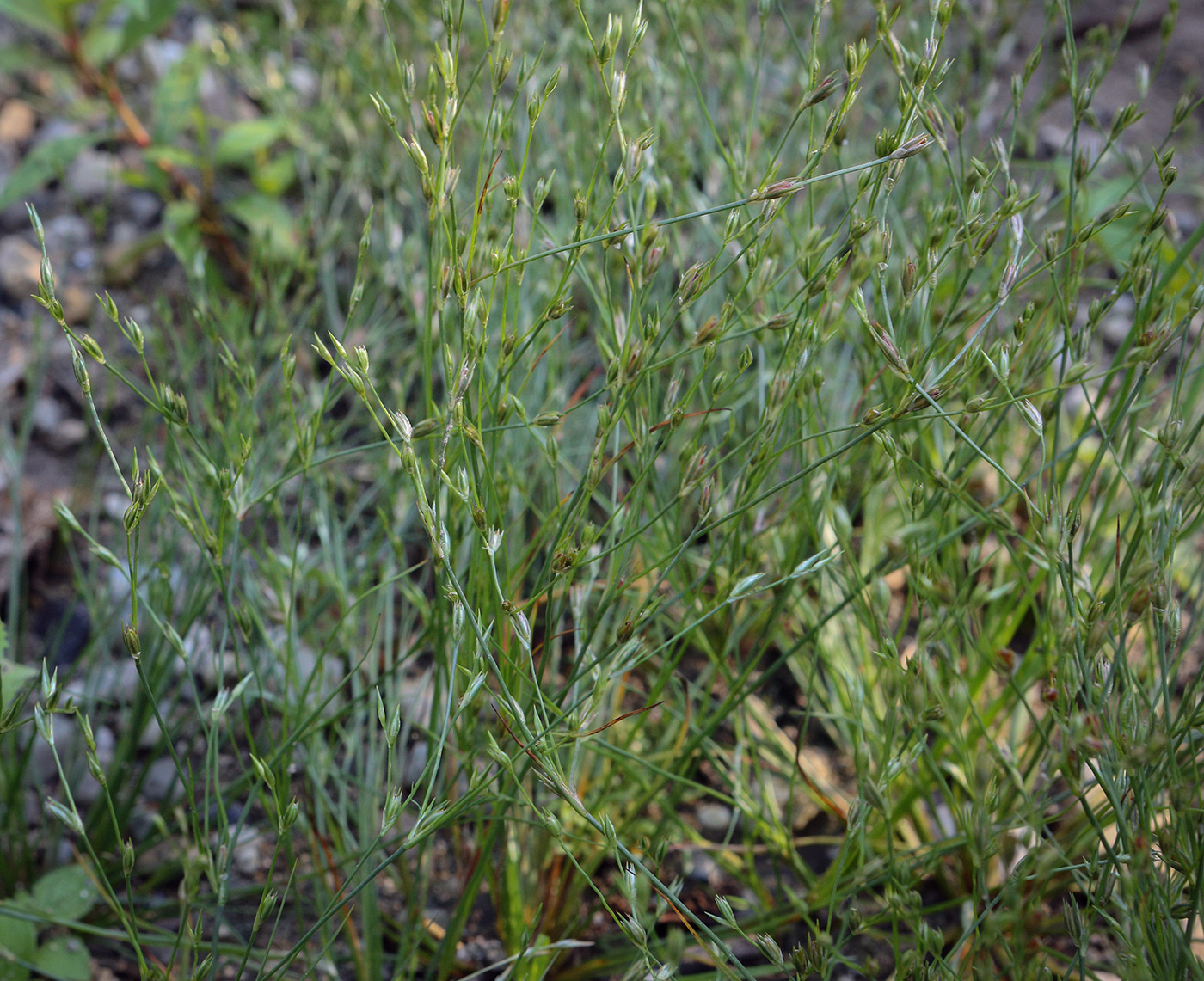 Image of Juncus bufonius specimen.