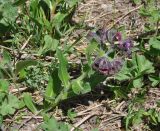 Image of taxon representative. Author is Александр Лебедев