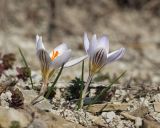 Crocus reticulatus. Цветущие растения. Краснодарский край, Крымский р-н, окр. станицы Неберджаевская, дол. р. Липки, пушистодубово-грабинниковый лес, задернованное скальное обнажение на месте старого заросшего карьера, на мергелевой крошке. 02.03.2026.