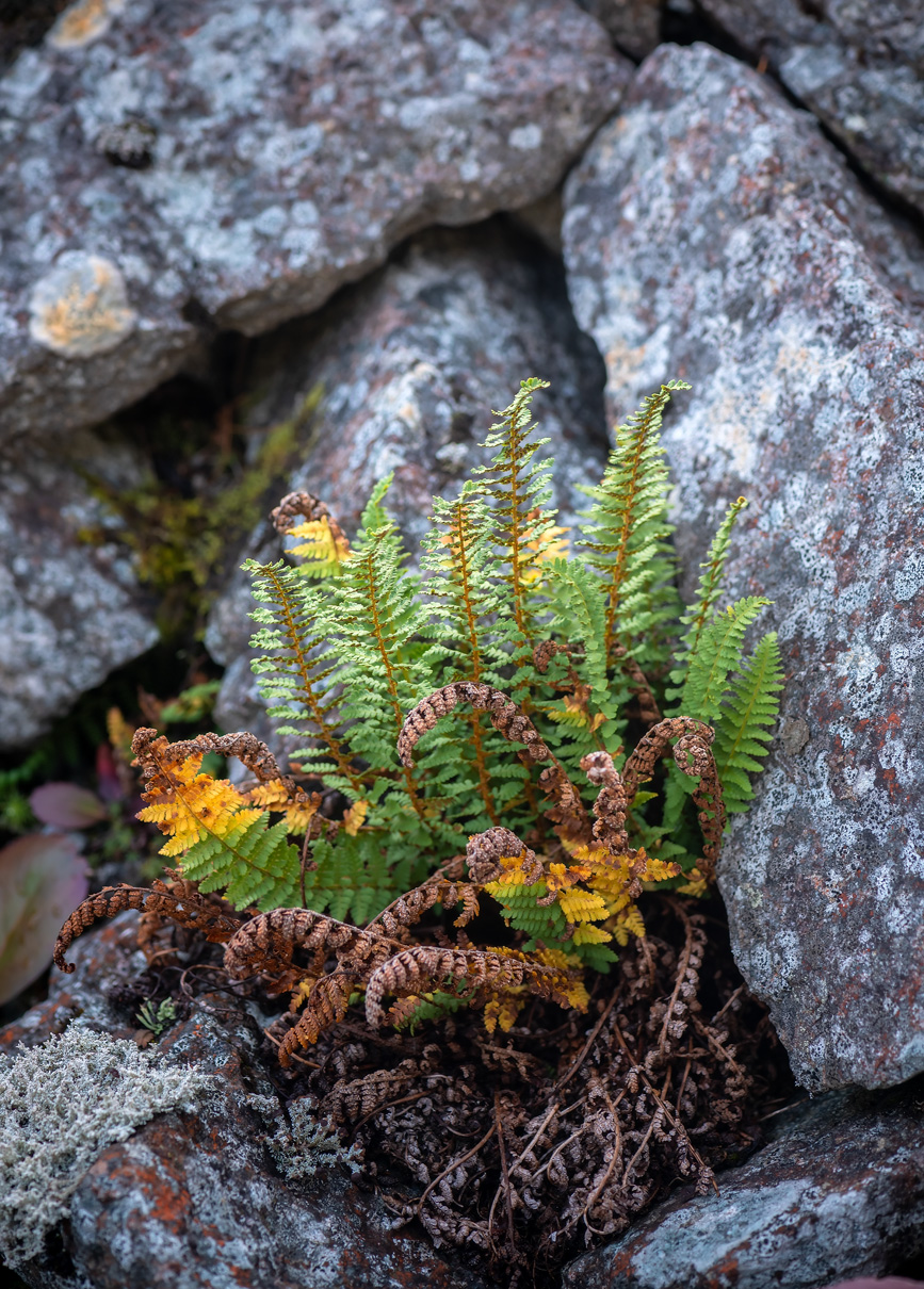 Image of Dryopteris fragrans specimen.