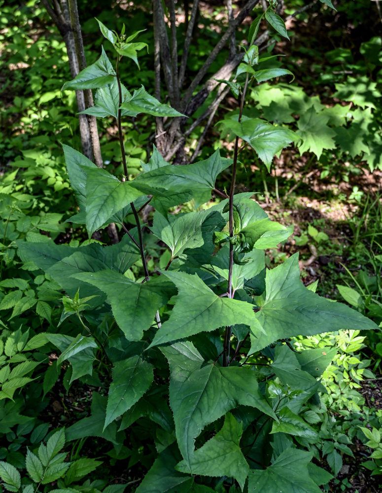 Image of Parasenecio matsudae specimen.