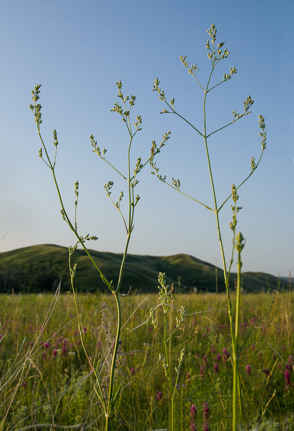 Изображение особи Silene baschkirorum.