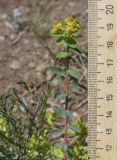 Euphorbia flavicoma. Верхушка плодоносящего побега. Испания, Каталония, пров. Барселона, комарка Осона, муниципалитет Рупит-и-Пруит, окр. водопада Сальт-де-Сальент, ≈802 м н.у.м., травянисто-кустарничковое сообщество. 16.04.2026.
