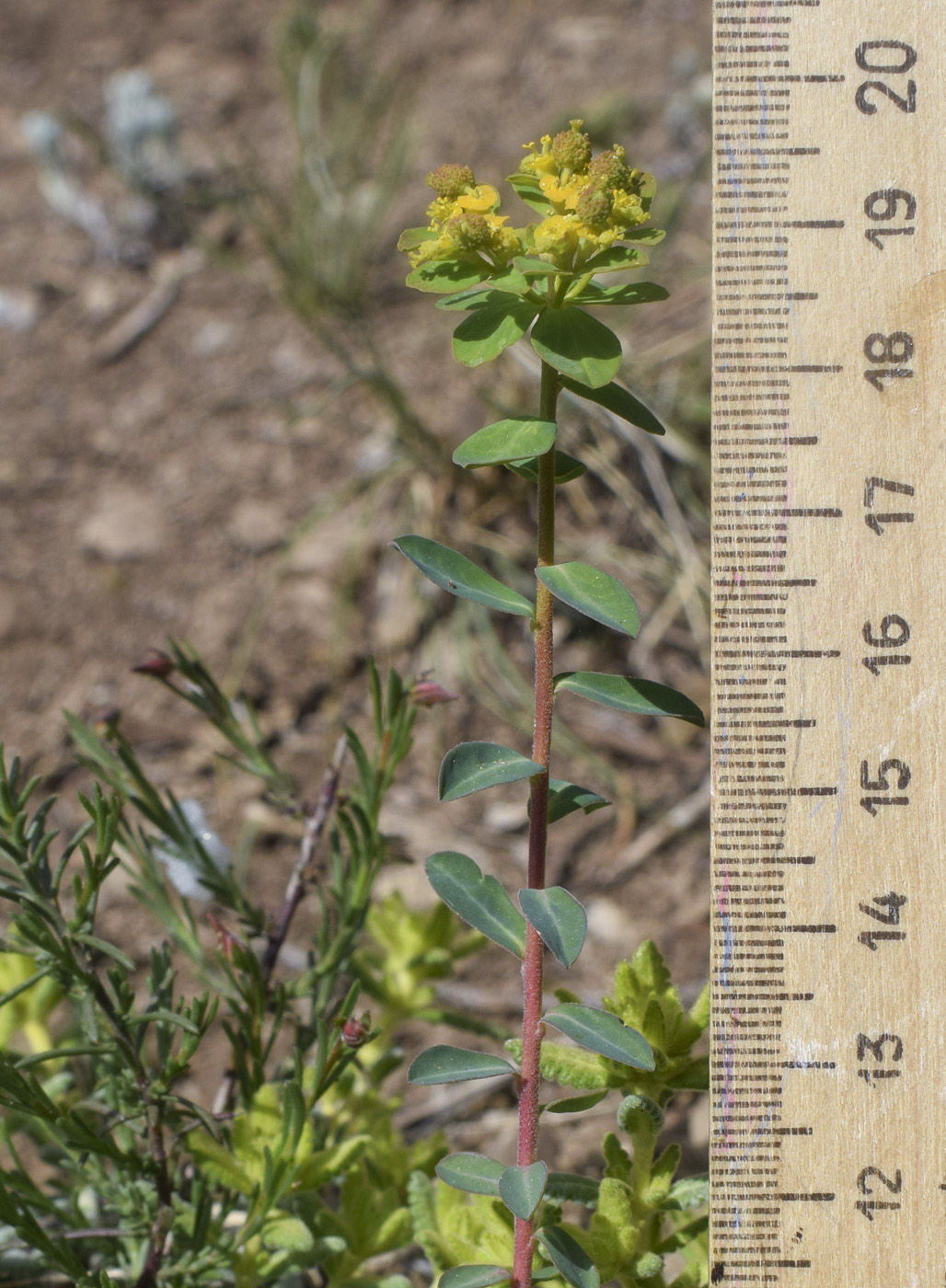 Изображение особи Euphorbia flavicoma.