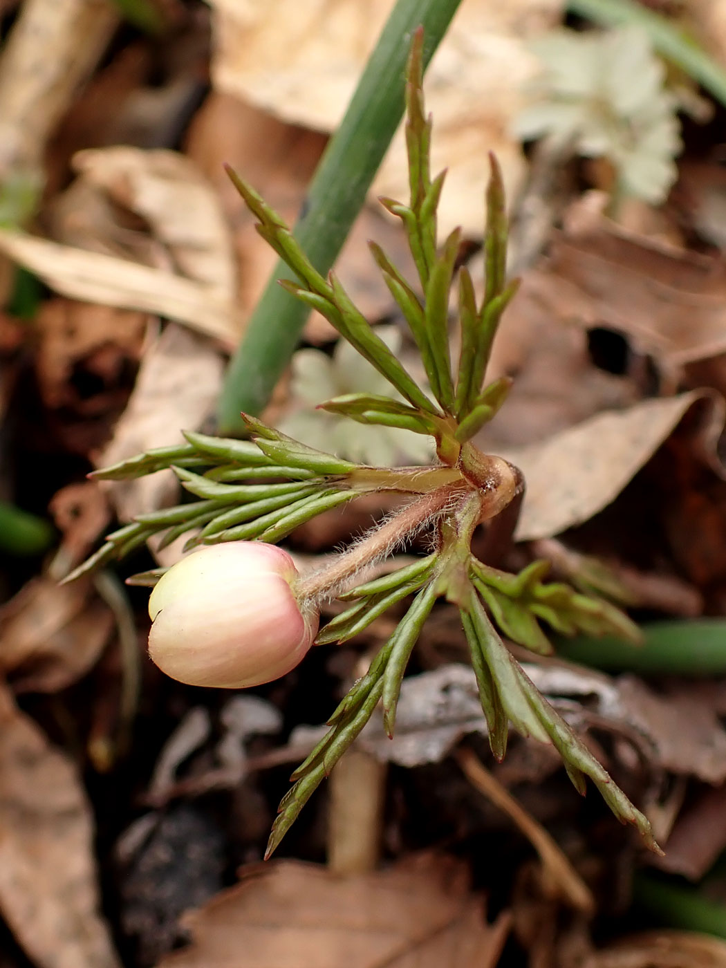 Image of Anemone amurensis specimen.