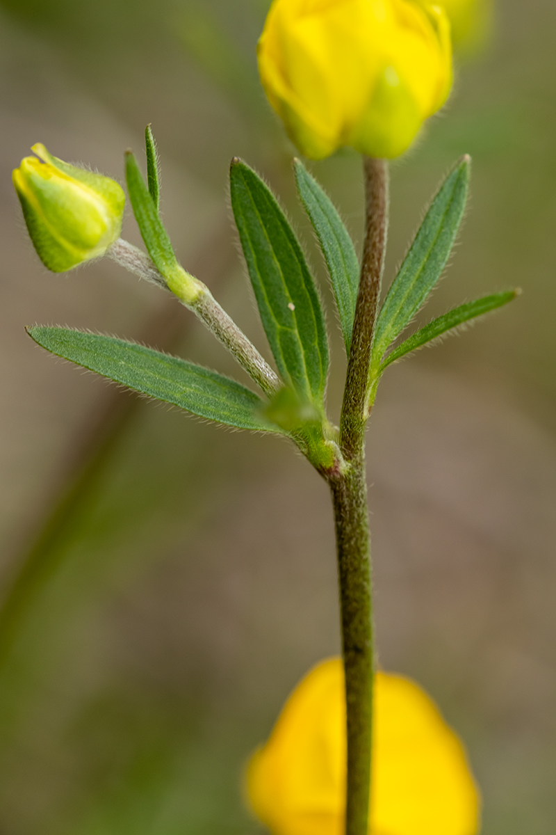 Image of genus Ranunculus specimen.