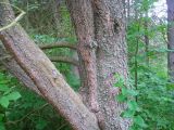 Pinus contorta. Часть ствола со скелетными ветвями. Ярославская обл., г. Переславль-Залесский, дендропарк им. Харитонова. Июнь 2026 г.