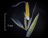 Anthoxanthum odoratum. Элементы колоска: справа - верхняя колосковая чешуя, слева - ножка колоска и нижняя колосковая чешуя, в центре внизу - 2 нижние цветковые чешуи 2-х редуцированных нижних цветков, выше них - плёнчатые нижняя и верхняя цветковые чешуи плодущего цветка, ещё выше - пыльники и рыльца пестика. Московская обл., Сергиево-Посадский г. о. окр. с. Абрамцево. Многолетняя залежь. 24 мая 2026 г.