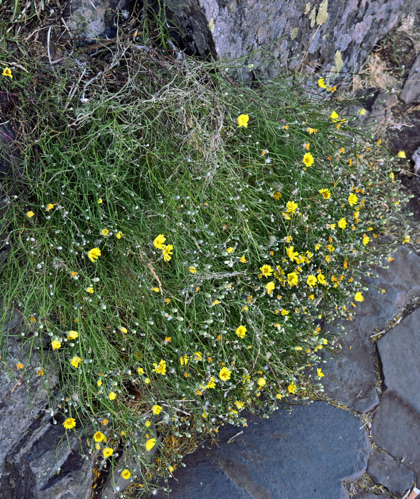 Image of Tolpis succulenta specimen.