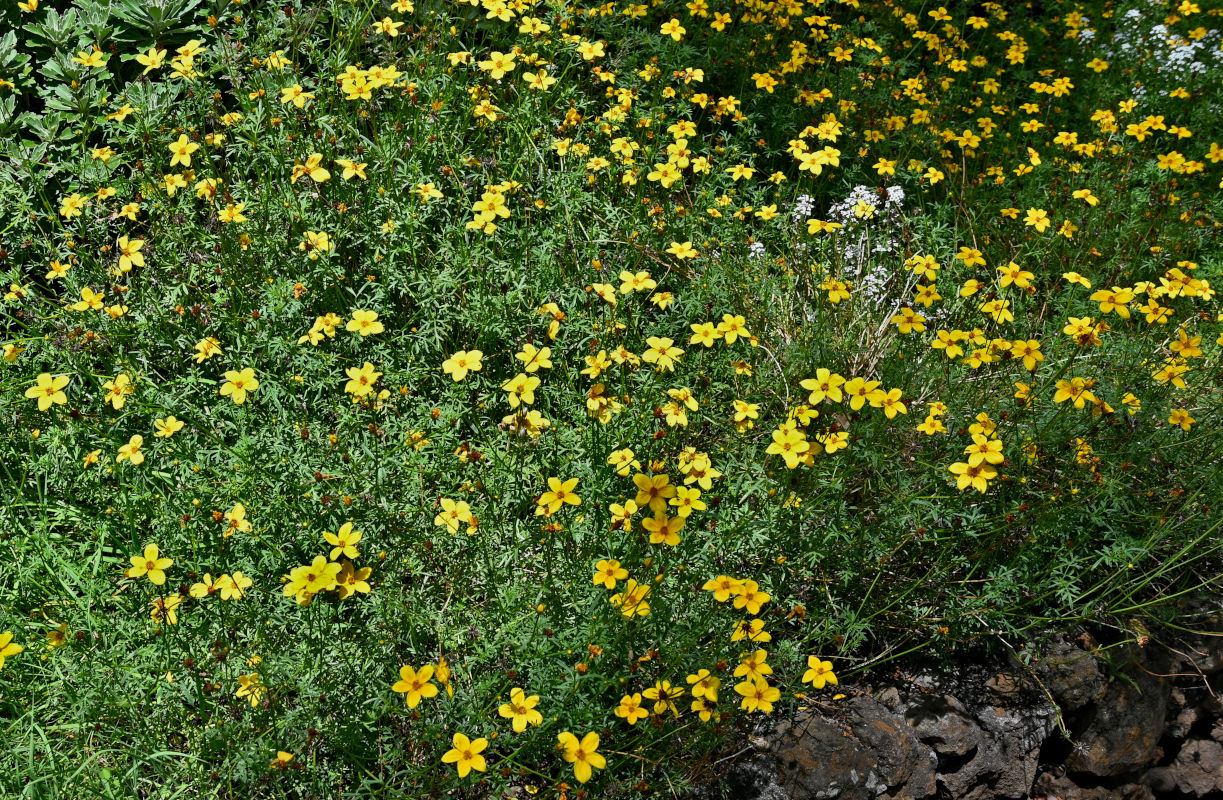 Image of Bidens aurea specimen.