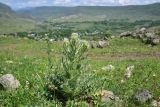 genus Cirsium