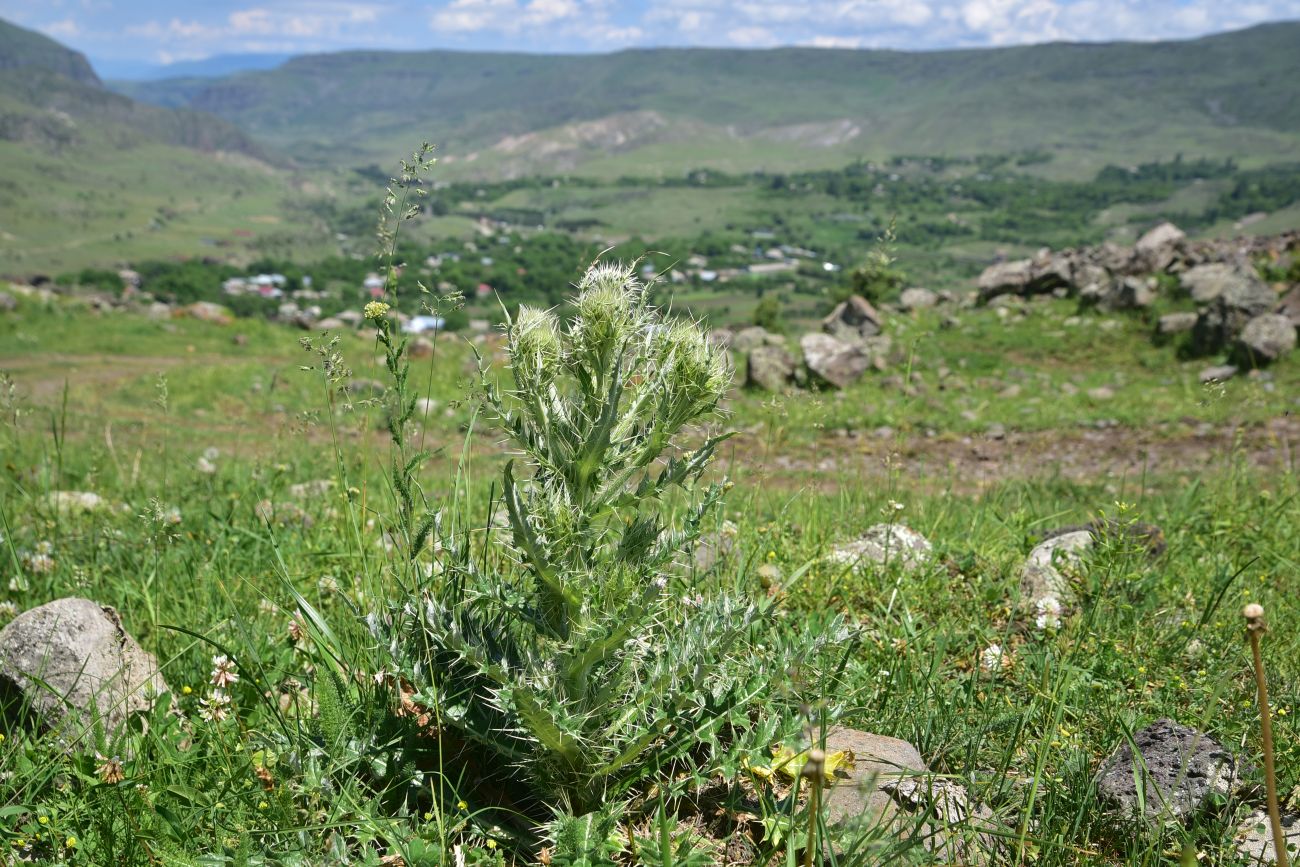 Image of genus Cirsium specimen.