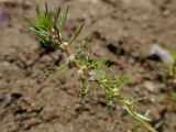 Myriophyllum ussuriense