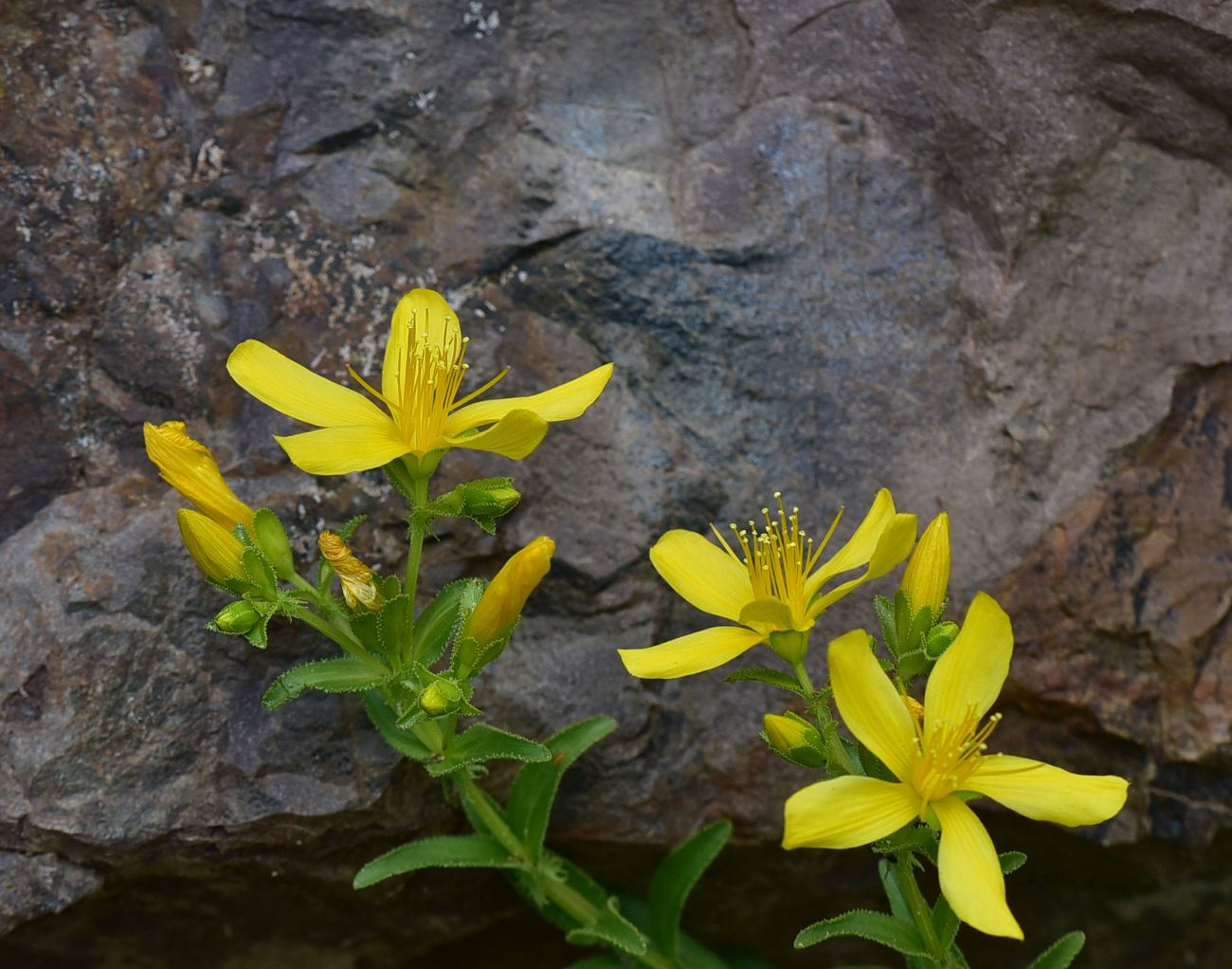 Image of Hypericum orientale specimen.