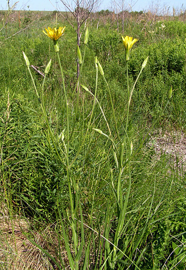 Image of Scorzonera stricta specimen.