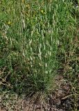 Phalaris coerulescens. Цветущее растение. Португалия, округ Бежа, дол. р. Рибейра-ду-Торгал, у дороги. 04.06.2026.