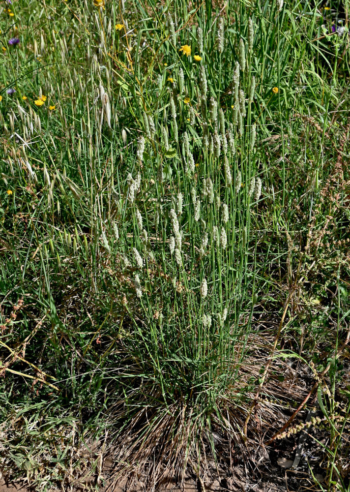 Image of Phalaris coerulescens specimen.