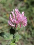 Trifolium pratense. Соцветие. Таджикистан, Горно-Бадахшанская автономная обл., Шугнанский р-н, окр. кишлака Нимос, дол. р. Гунт, ≈ 2810 м н.у.м., поляна среди зарослей кустарников. 15 июля 2026 г.