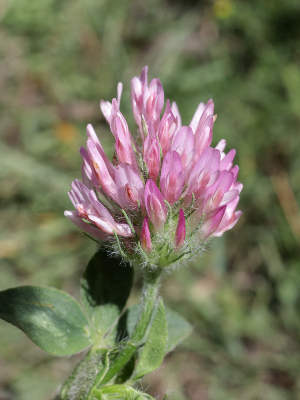 Image of Trifolium pratense specimen.