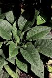 Symphytum grandiflorum. Вегетирующее растение. Белгородская обл., пос. Ракитное, ул. Сосновая, 2, в культуре. 18 сентября 2026 г.
