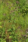 Origanum vulgare