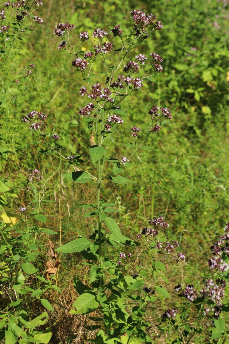 Image of Origanum vulgare specimen.
