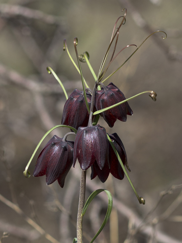 Image of Fritillaria ruthenica specimen.