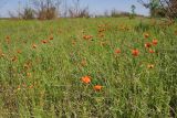 Papaver stevenianum