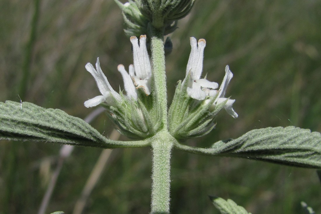 Image of Marrubium praecox specimen.