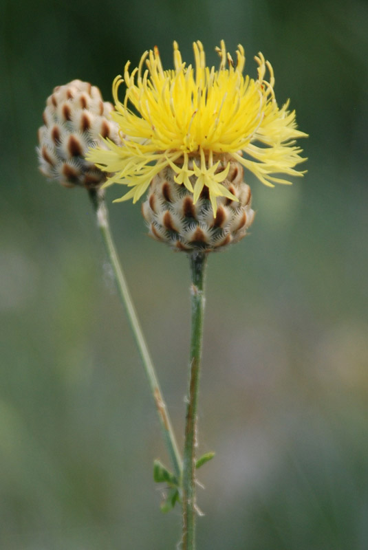 Image of Centaurea orientalis specimen.