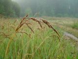 Calamagrostis epigeios