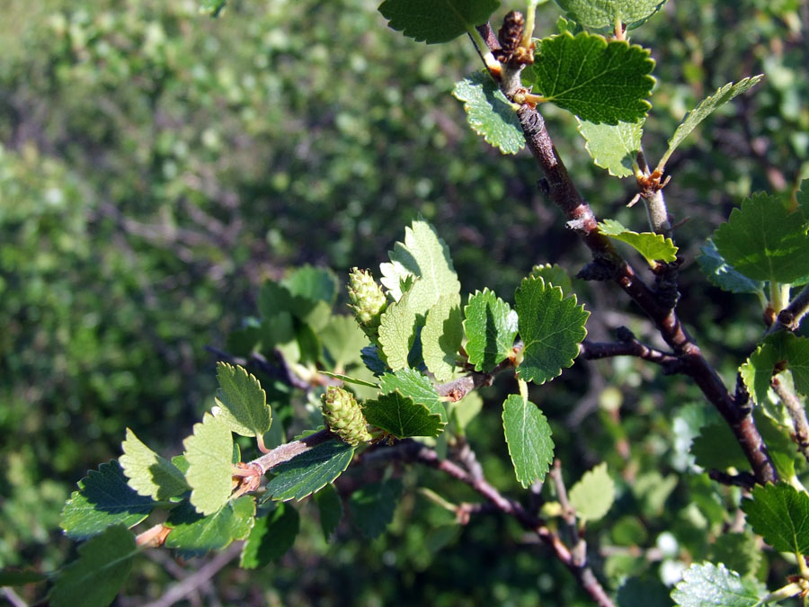 Image of Betula nana specimen.